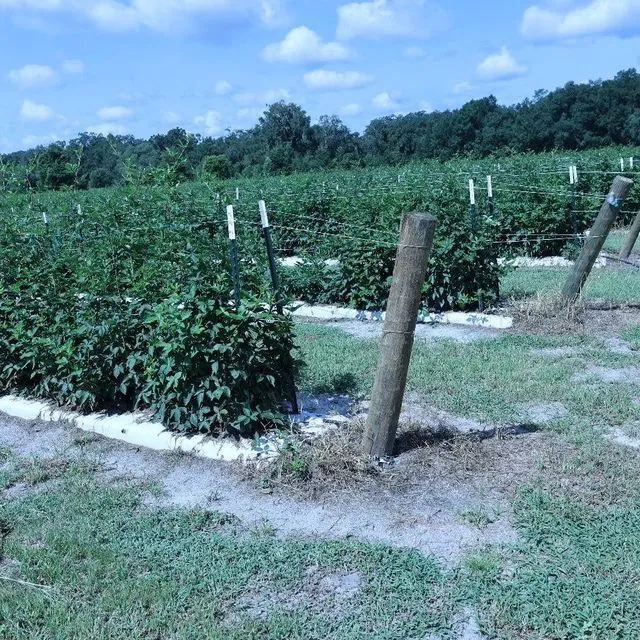 thumbnail for publication: How to Build a Blackberry Trellis System: A Complete Guide